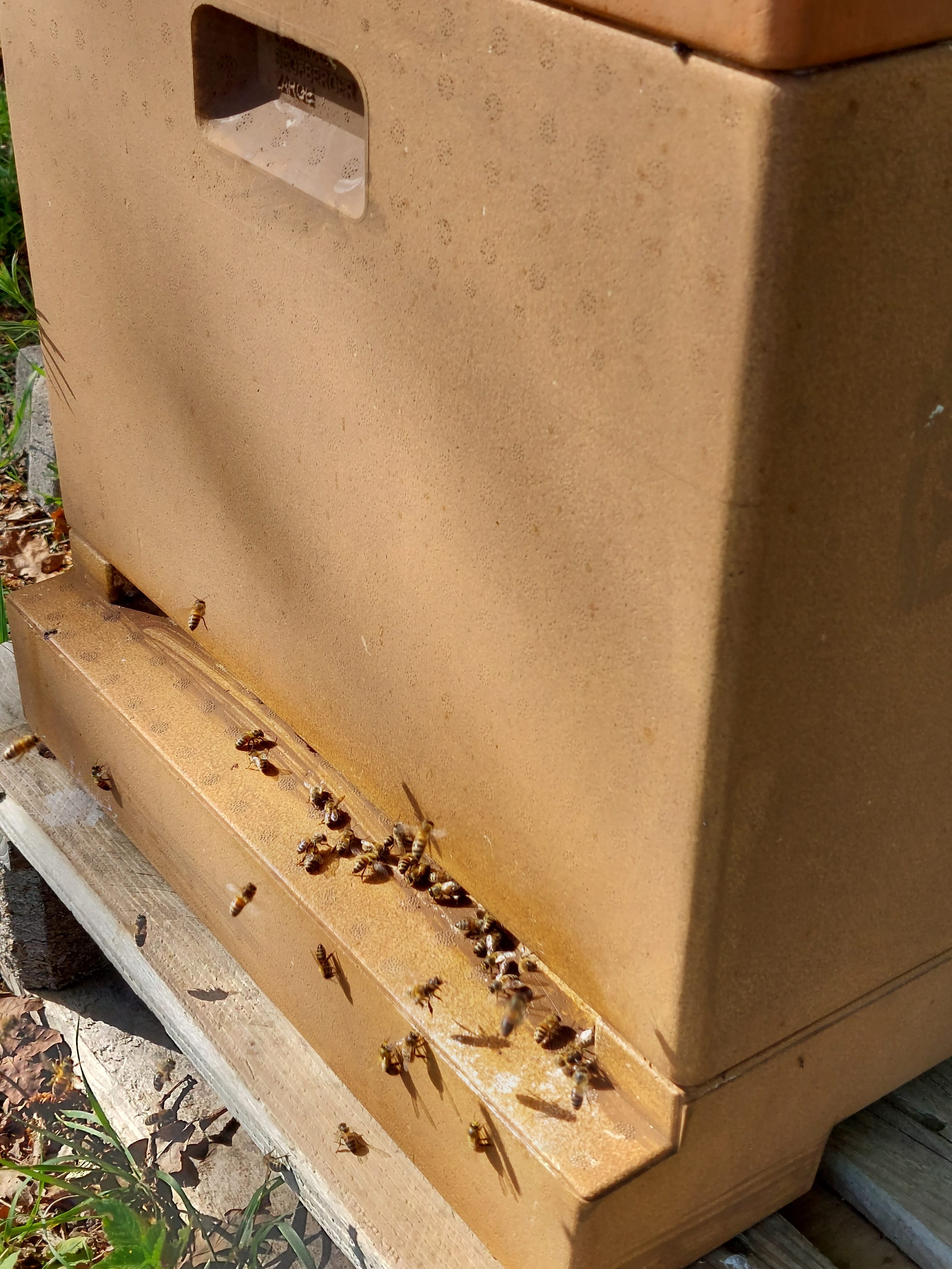 Mein erstes Bienenvolk