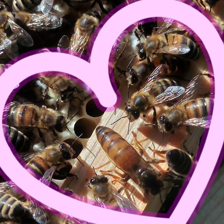 Bienenkönigin
