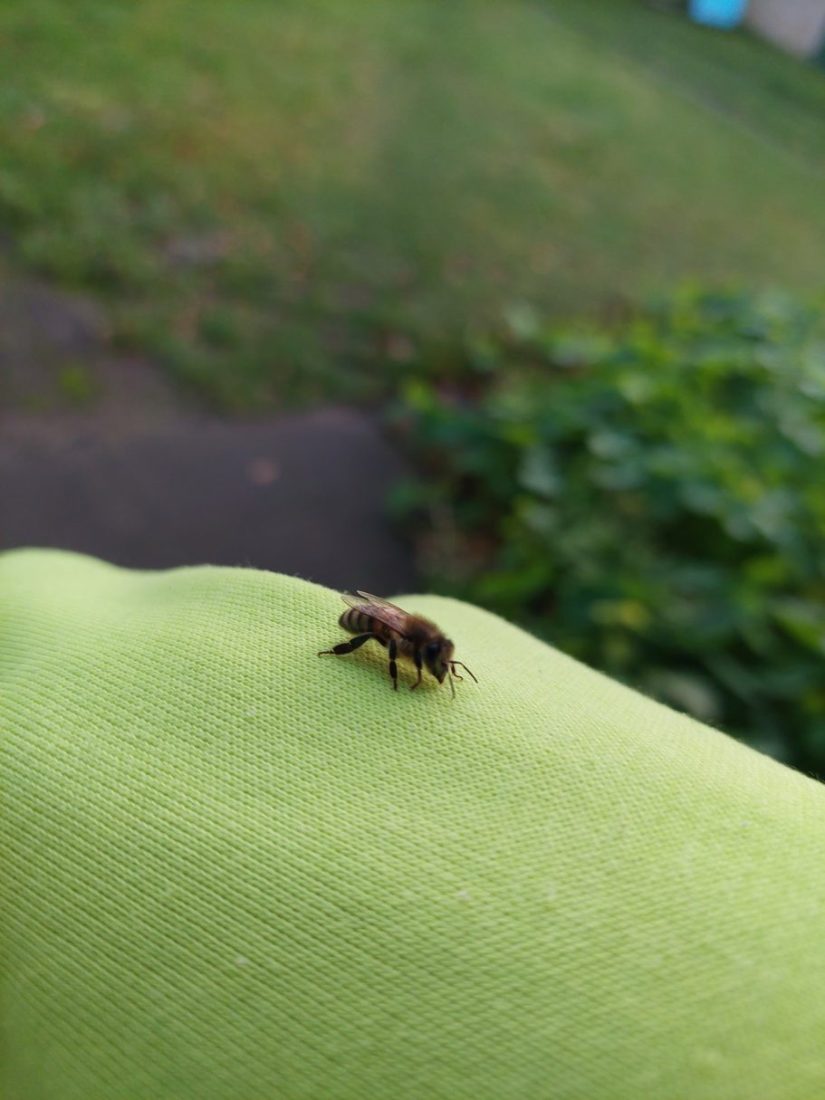Hallo kleine Biene