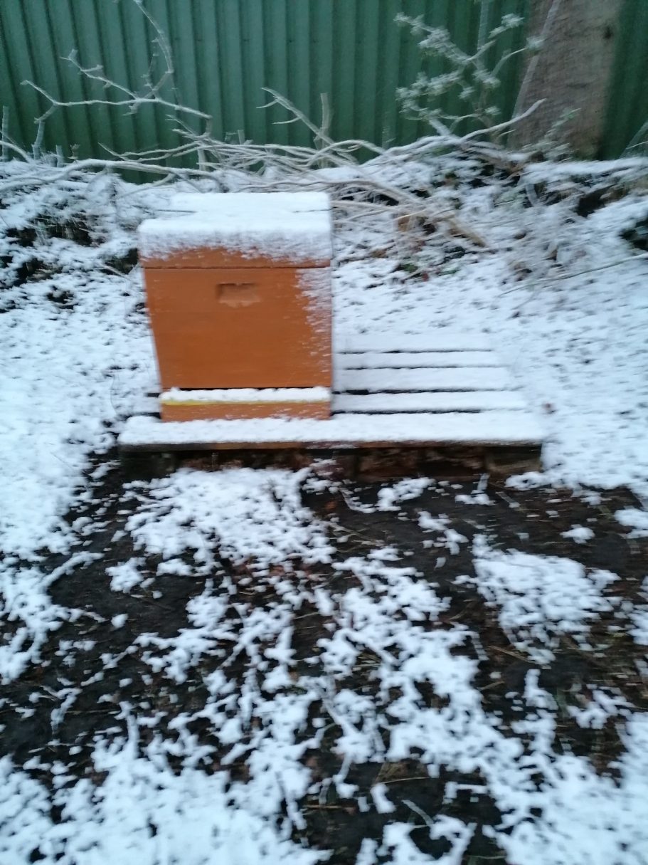 Honigbienen im Winter